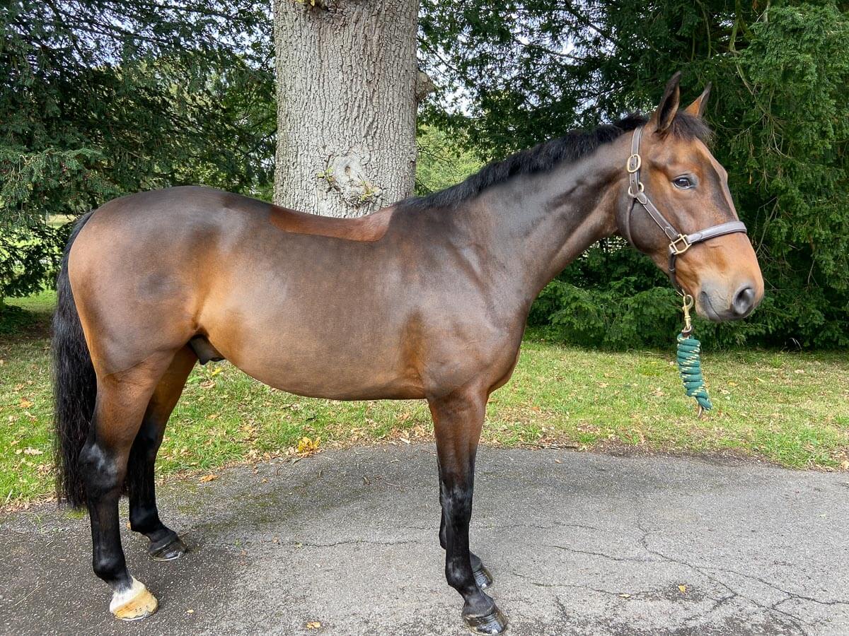 Border Reiver